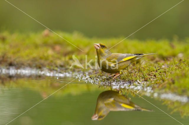 European Greenfinch (Carduelis chloris)