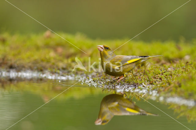 Groenling (Carduelis chloris)