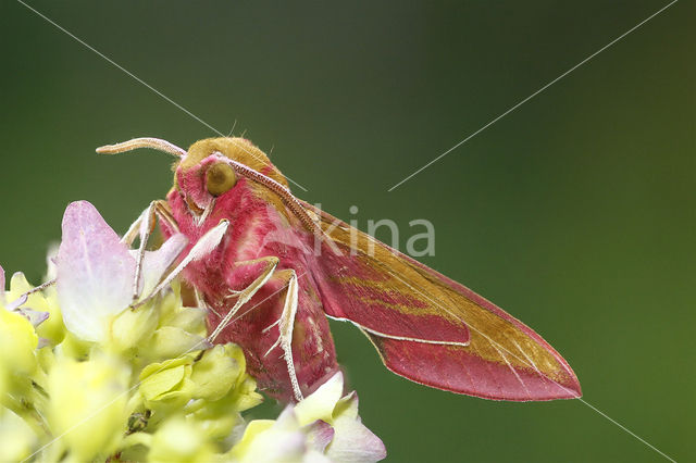 Groot avondrood (Deilephila elpenor)