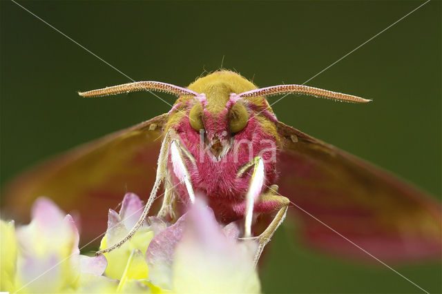 Elephant Hawk-moth (Deilephila elpenor)