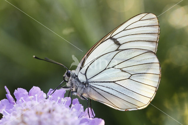 Black-veined White (Aporia crataegi)