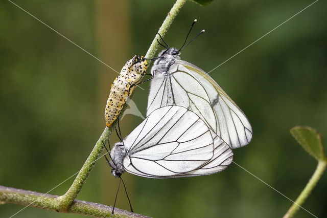 Groot geaderd witje (Aporia crataegi)