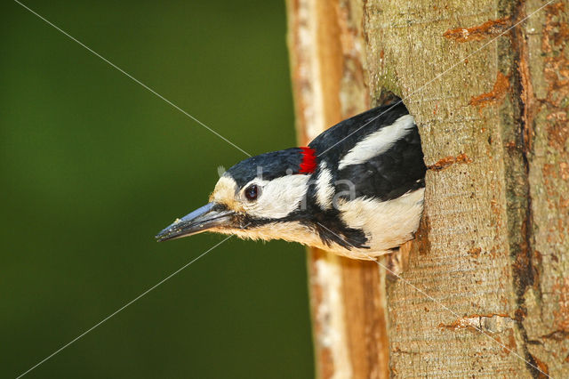 Grote Bonte Specht (Dendrocopos major)