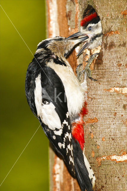 Grote Bonte Specht (Dendrocopos major)