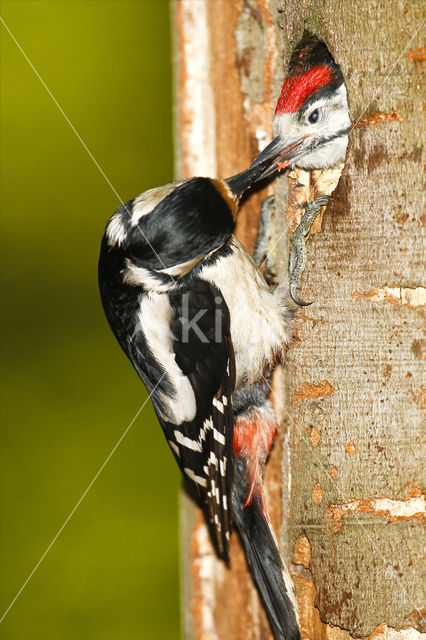 Grote Bonte Specht (Dendrocopos major)