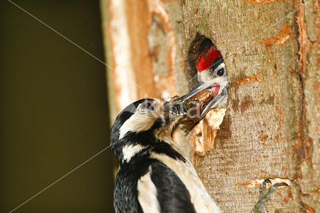 Great Spotted Woodpecker (Dendrocopos major)