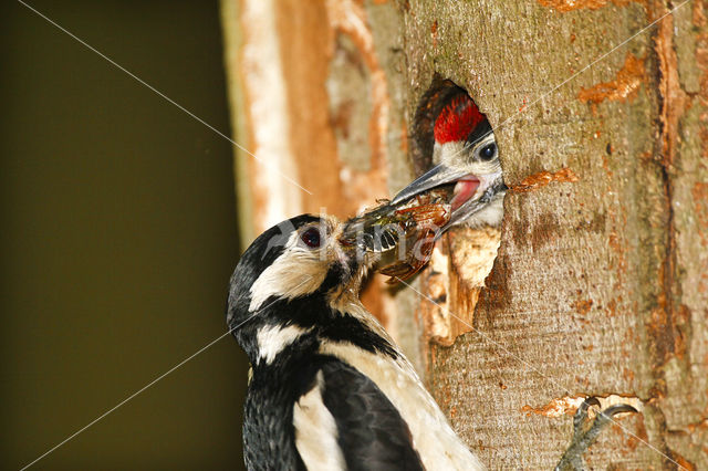 Grote Bonte Specht (Dendrocopos major)