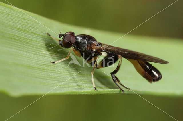 Sphegina sibirica
