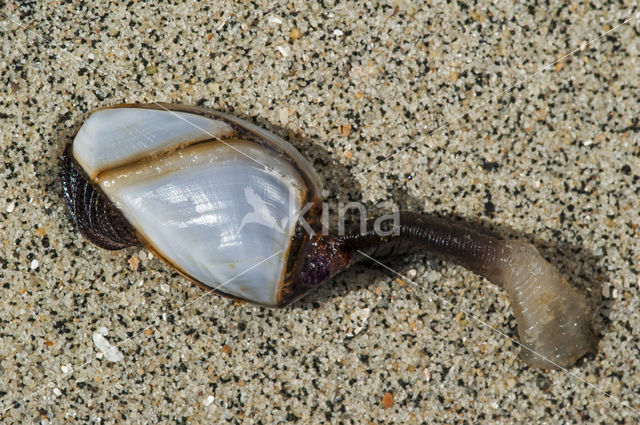 Goose barnacle (Lepas anatifera)