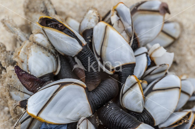 Grote eendenmossel (Lepas anatifera)