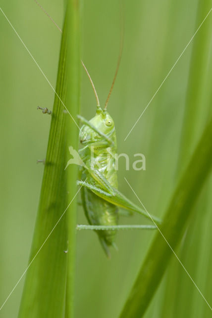 Grote groene sabelsprinkhaan (Tettigonia viridissima)