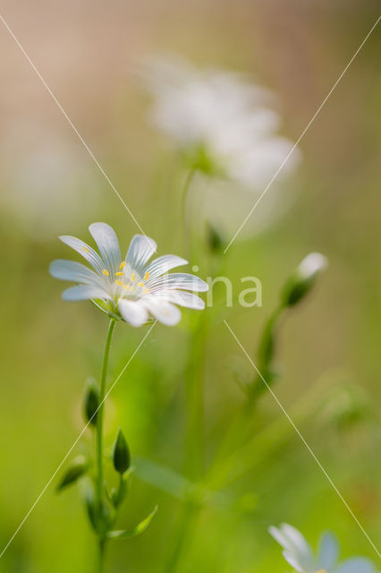 Greater Stitchwort (Stellaria holostea)