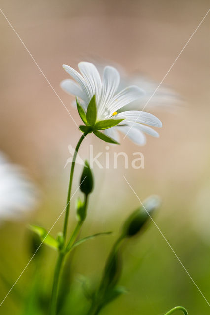 Greater Stitchwort (Stellaria holostea)