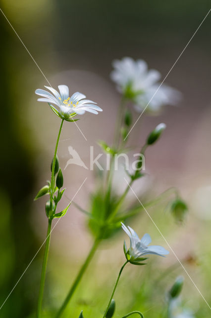 Greater Stitchwort (Stellaria holostea)