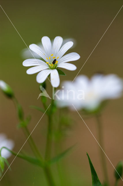 Greater Stitchwort (Stellaria holostea)