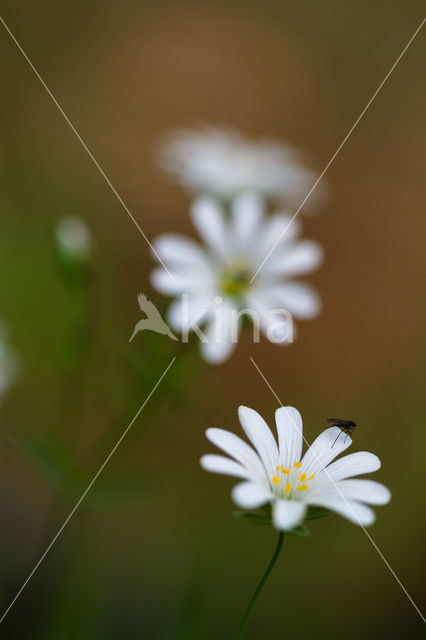 Greater Stitchwort (Stellaria holostea)