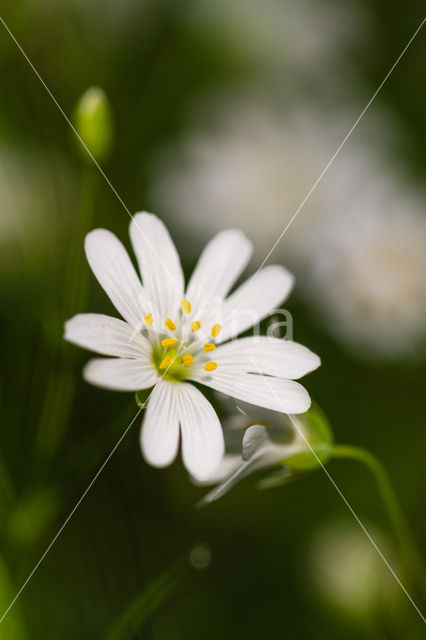 Greater Stitchwort (Stellaria holostea)