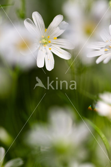 Greater Stitchwort (Stellaria holostea)