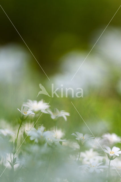 Greater Stitchwort (Stellaria holostea)