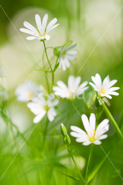 Greater Stitchwort (Stellaria holostea)