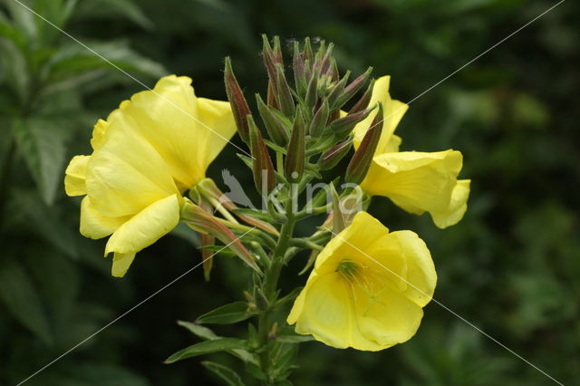 Grote teunisbloem (Oenothera erythrosepala)