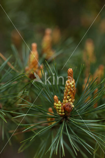 Grove den (Pinus sylvestris)