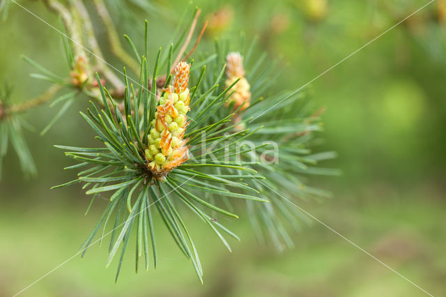 Grove den (Pinus sylvestris)