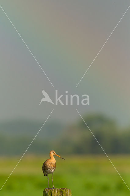 Grutto (Limosa limosa)