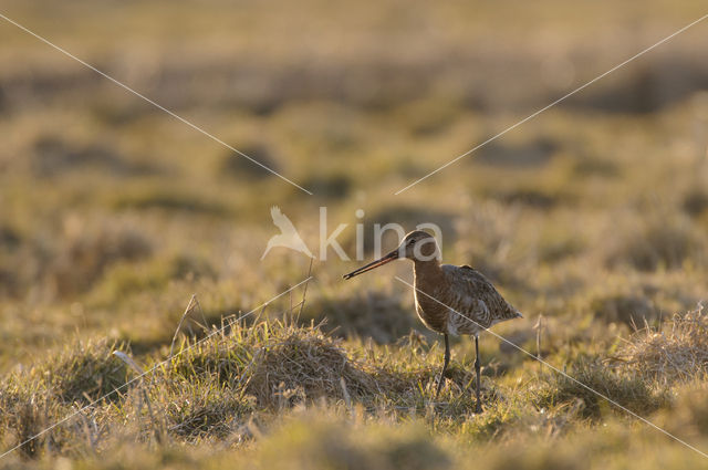 Grutto (Limosa limosa)