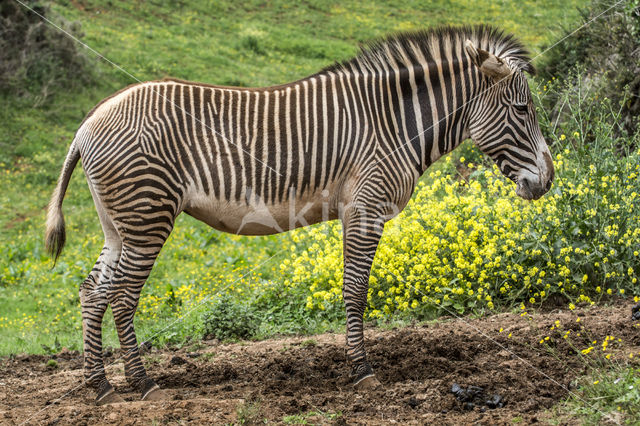 Grévy's zebra (Equus grevyi)