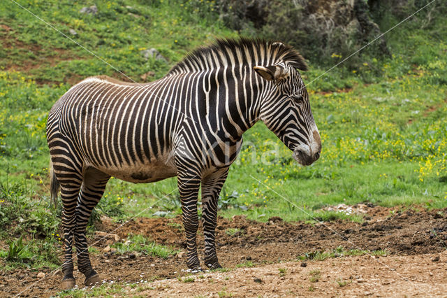 Grévy's zebra (Equus grevyi)