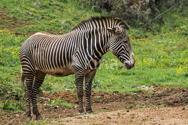 Grévyzebra (Equus grevyi)