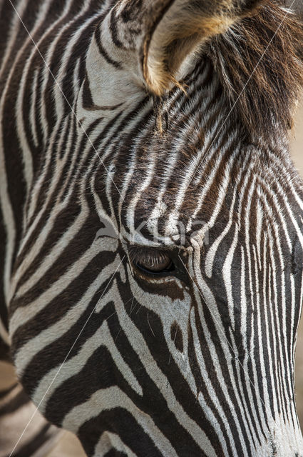 Grévyzebra (Equus grevyi)