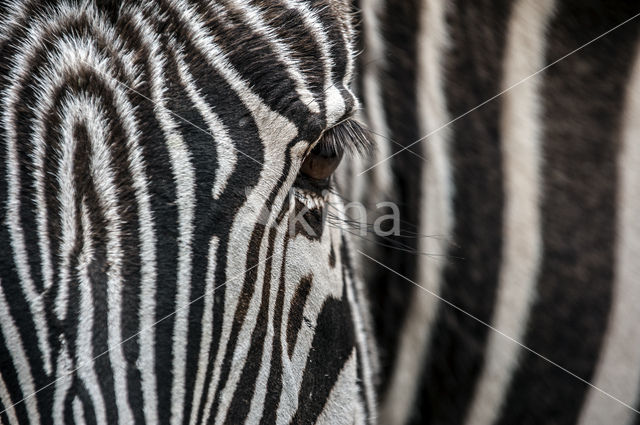 Grévy's zebra (Equus grevyi)