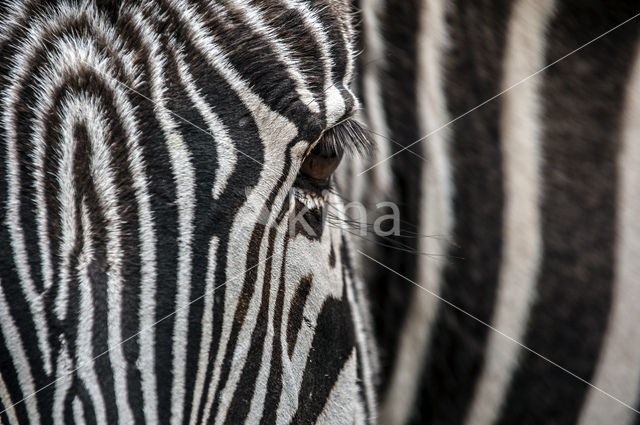 Grévyzebra (Equus grevyi)