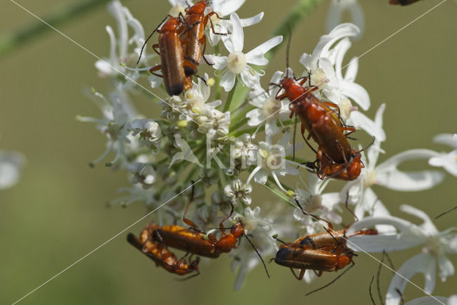 wharf borer (Nacerdes melanura)