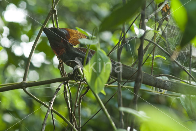 Basiliscus basiliscus