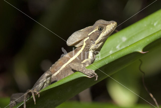 Helmbasilisk (Basiliscus basiliscus)