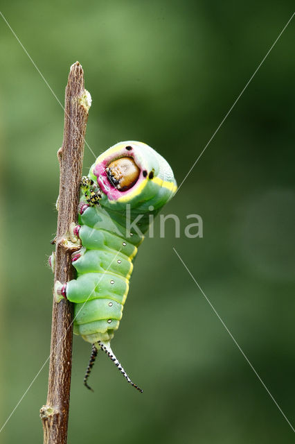 Hermelijnvlinder (Cerura vinula)