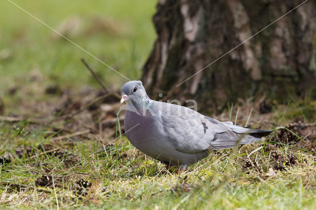 Holenduif (Columba oenas)