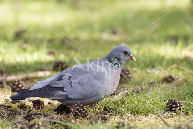 Stock Dove (Columba oenas)