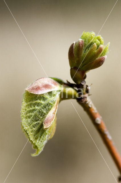 Hollandse linde (Tilia x vulgaris)