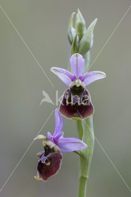 Hommelorchis (Ophrys holoserica