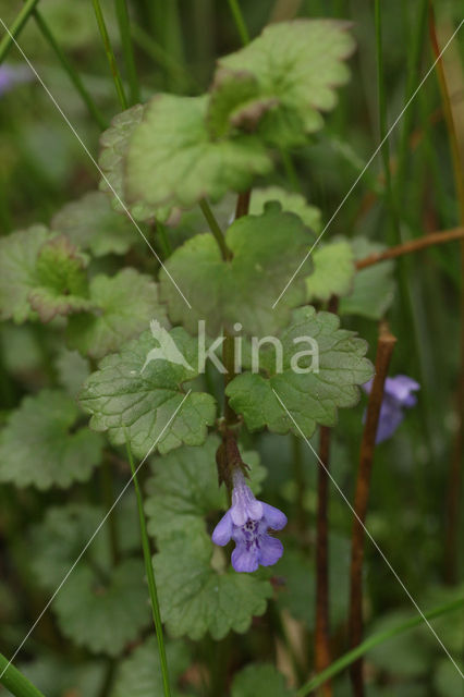 Hondsdraf (Glechoma hederacea)