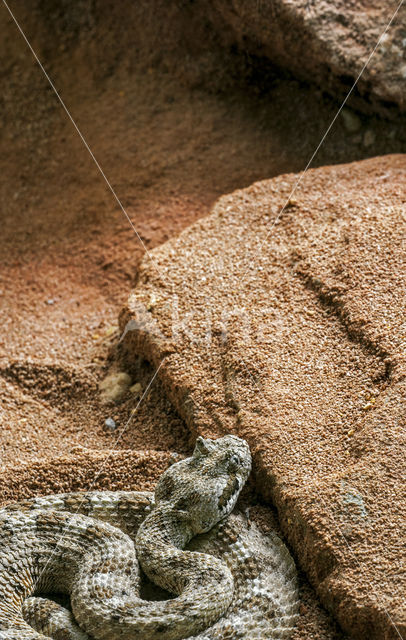 Sidewinder rattlesnake (Crotalus cerastes)