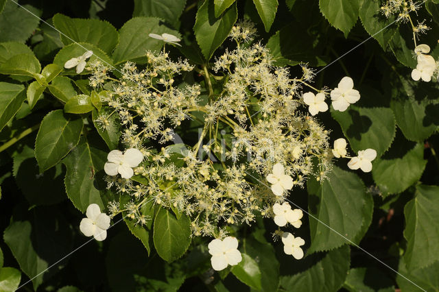 Hydrangea anomala (Hydrangea petiolaris)