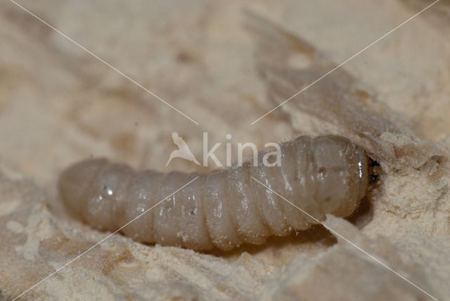 Old house borer (Hylotrupes bajulus)