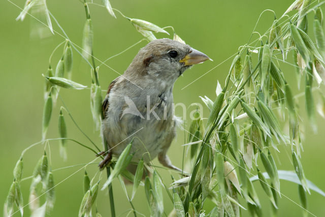 House Sparrow (Passer domesticus)