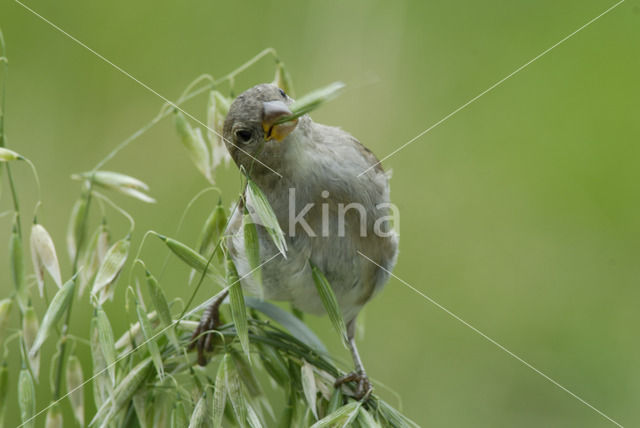 House Sparrow (Passer domesticus)