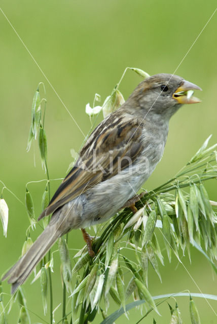 Huismus (Passer domesticus)